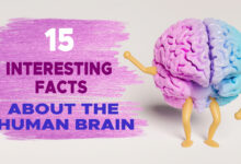 15 Interesting Facts About the Human Brain 74 15 Interesting Facts About the Human Brain