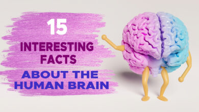 15 Interesting Facts About the Human Brain 22 15 Interesting Facts About the Human Brain